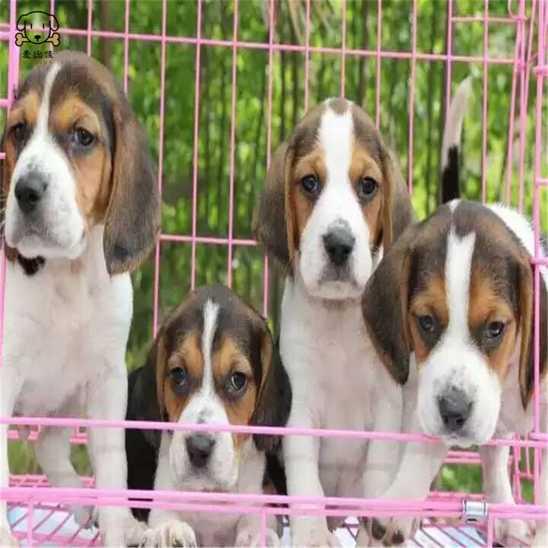 麦比佳宠物比格狗狗活体花色比格犬幼犬纯种血统级比格 短毛米格鲁猎兔犬比格猎狗高智商家养中小型犬视频挑选高清大图
