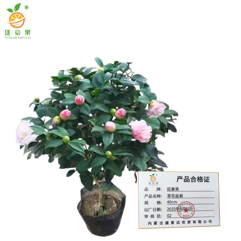 廷豪果 茶花盆栽 40cm /棵高清大图
