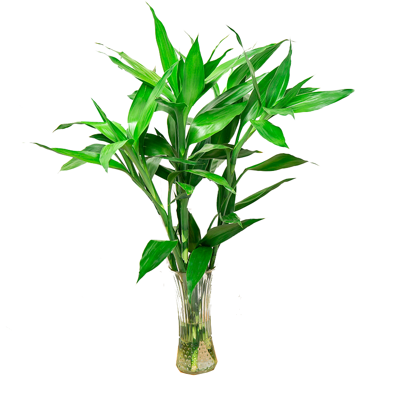 富贵竹水培植物运竹盆栽植物室内净化空气绿植花卉四季好养水养60cm2