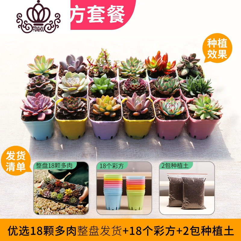 封后多肉植物新款套餐萌肉肉组合盆栽含盆带土多肉一箱花卉盆栽18颗多肉 盘 18个彩方 2包土裸根不带土报价 参数 图片 视频 怎么样 问答 苏宁易购