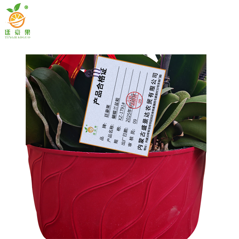 廷豪果 蝴蝶兰盆栽 XZ-1791# /盆高清大图