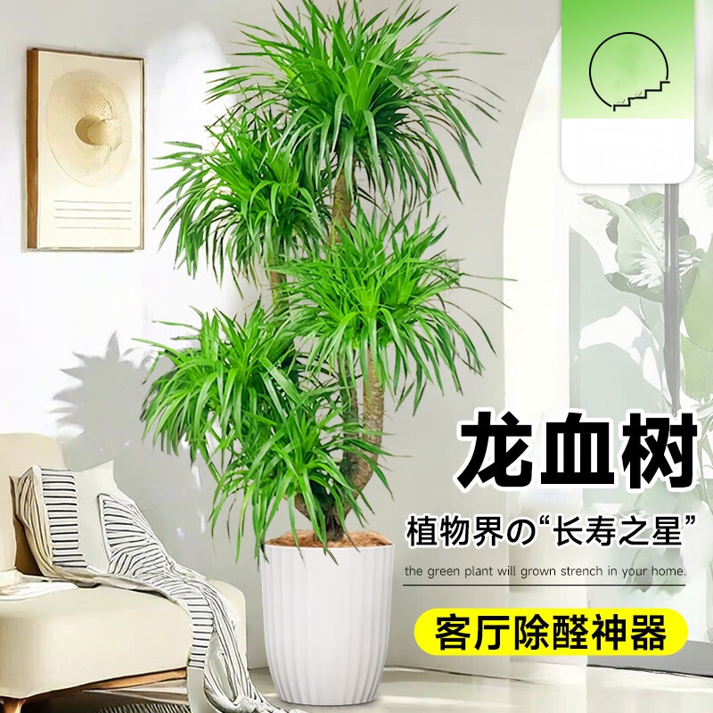 优橙 龙血树室内客厅盆栽花卉植物办公室盆景