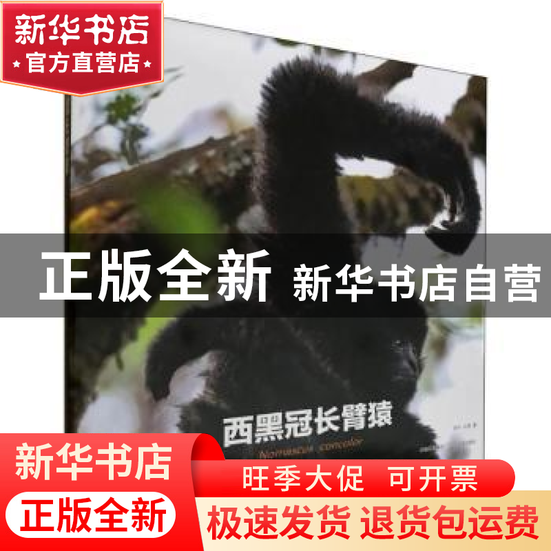 正版 西黑冠长臂猿 润宁,山岚著 云南美术出版社 9787548927839高清大图