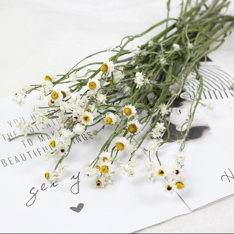 洋甘菊干花天然真花小清新迷你雏菊文艺简约田园风插花装饰diy 洋甘菊