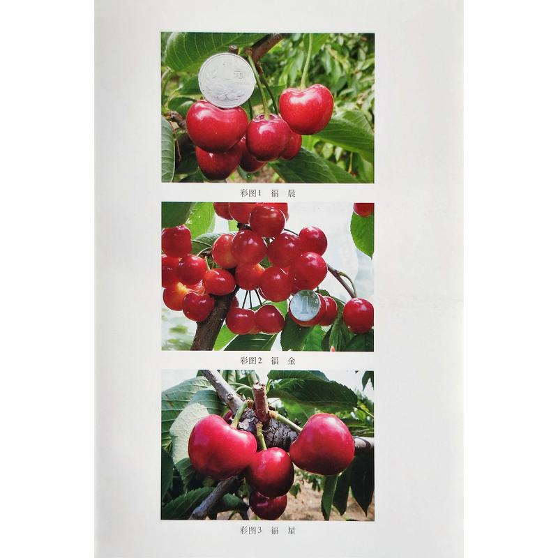 【M】樱桃新品种及配套技术-9787109272422