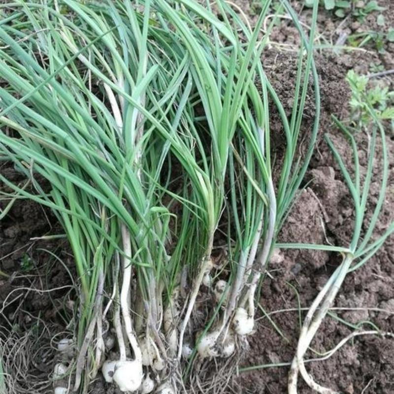 赛卡伊贵州特产小蒜新鲜蔬菜野蒜现挖现卖农家野葱薤白野菜苦藠