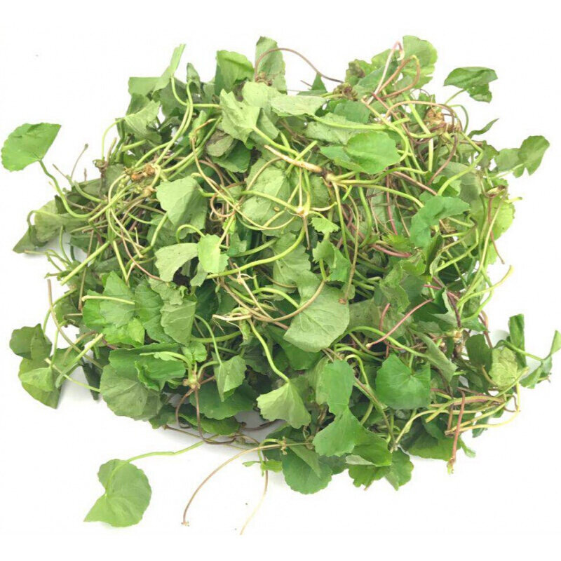 xj新鲜积雪现采雷公根灯盏菜崩大碗马蹄野菜可开发票5斤3斤