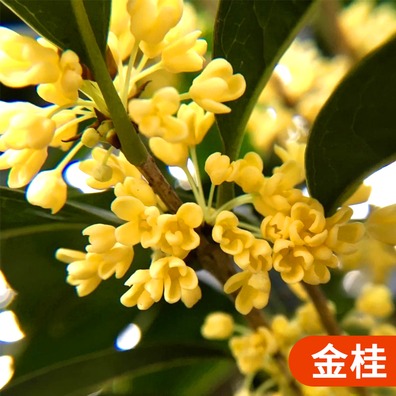 桂花树苗盆栽四季桂室内植物庭院盆景地栽花卉大树耐寒好养不怕 金桂2公分粗高1.3-1.6米