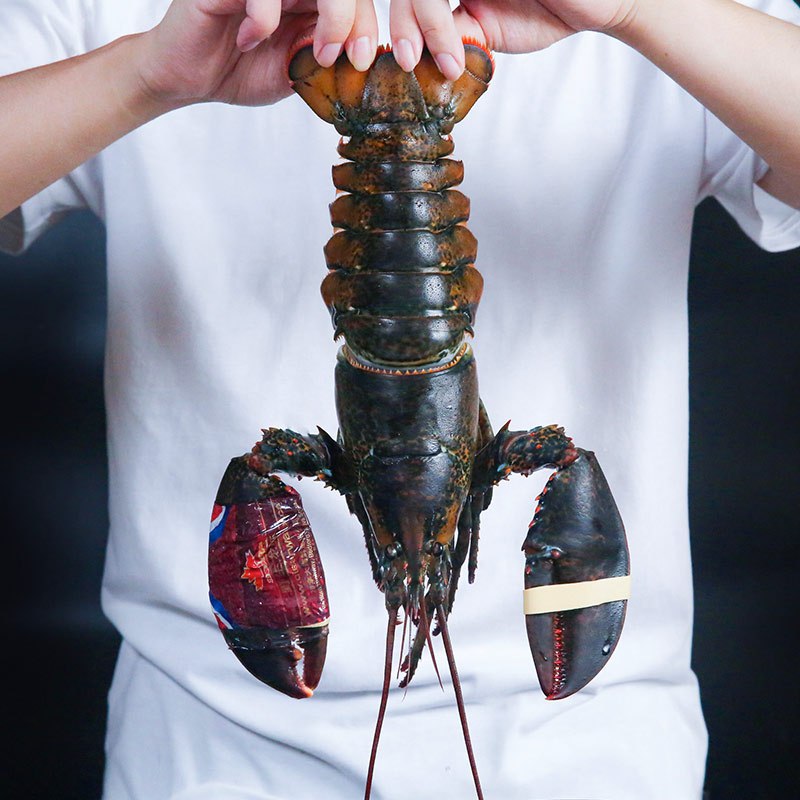WECOOK味库 鲜活加拿大进口波士顿龙虾 海鲜波龙650g-750g/只 顺丰冷链