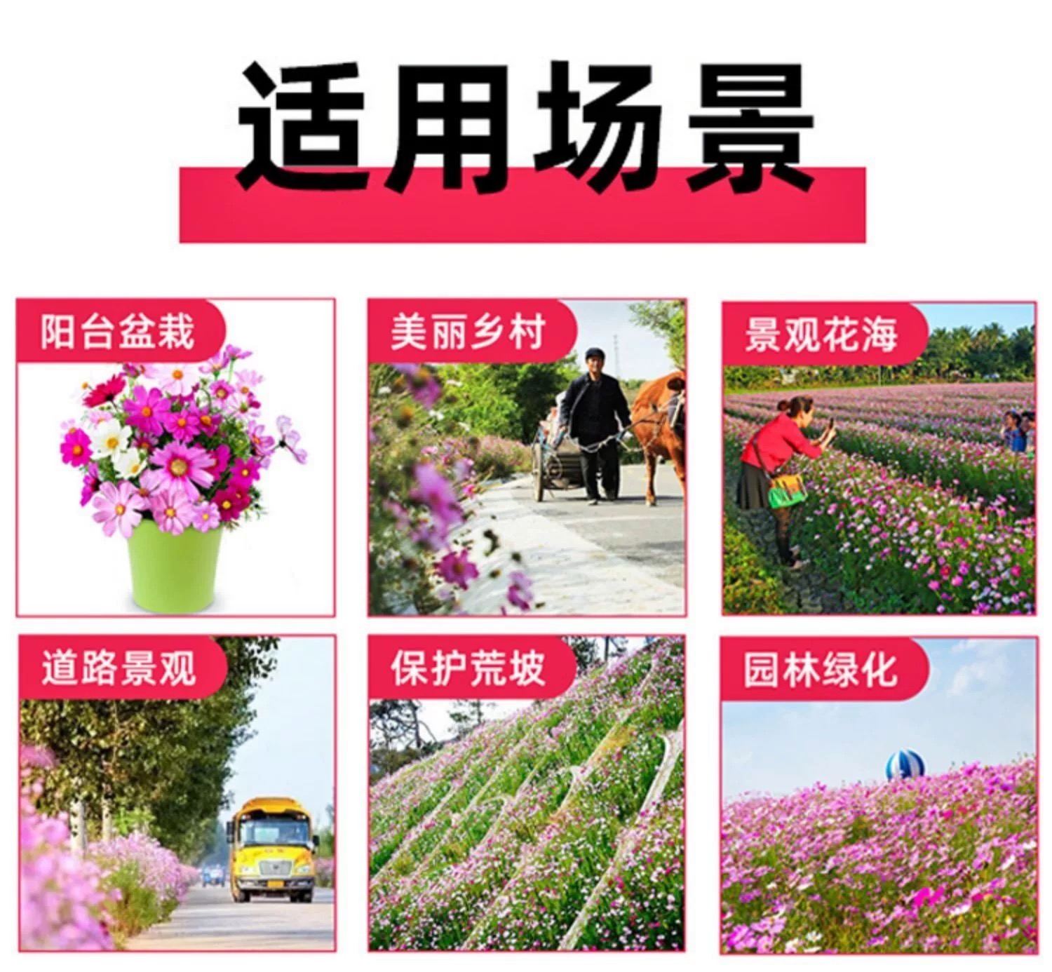 诚智旺 野花组合花籽 净籽/千克高清大图