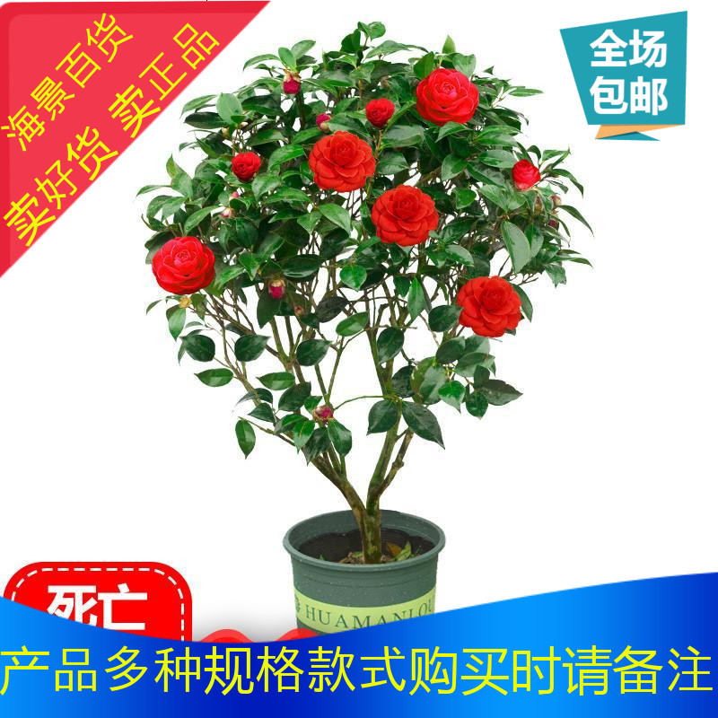 优旋 Youe Shone 园艺用品四季好养茶花树苗盆栽耐寒花卉观花植物室内花卉绿植开花不断包邮 价格图片品牌报价 苏宁易购海景百货专营店