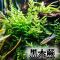黑木蕨鱼缸造景淡水水草自养水下叶新手入门懒人草活体植物阴性草 黑木蕨 5片叶子
