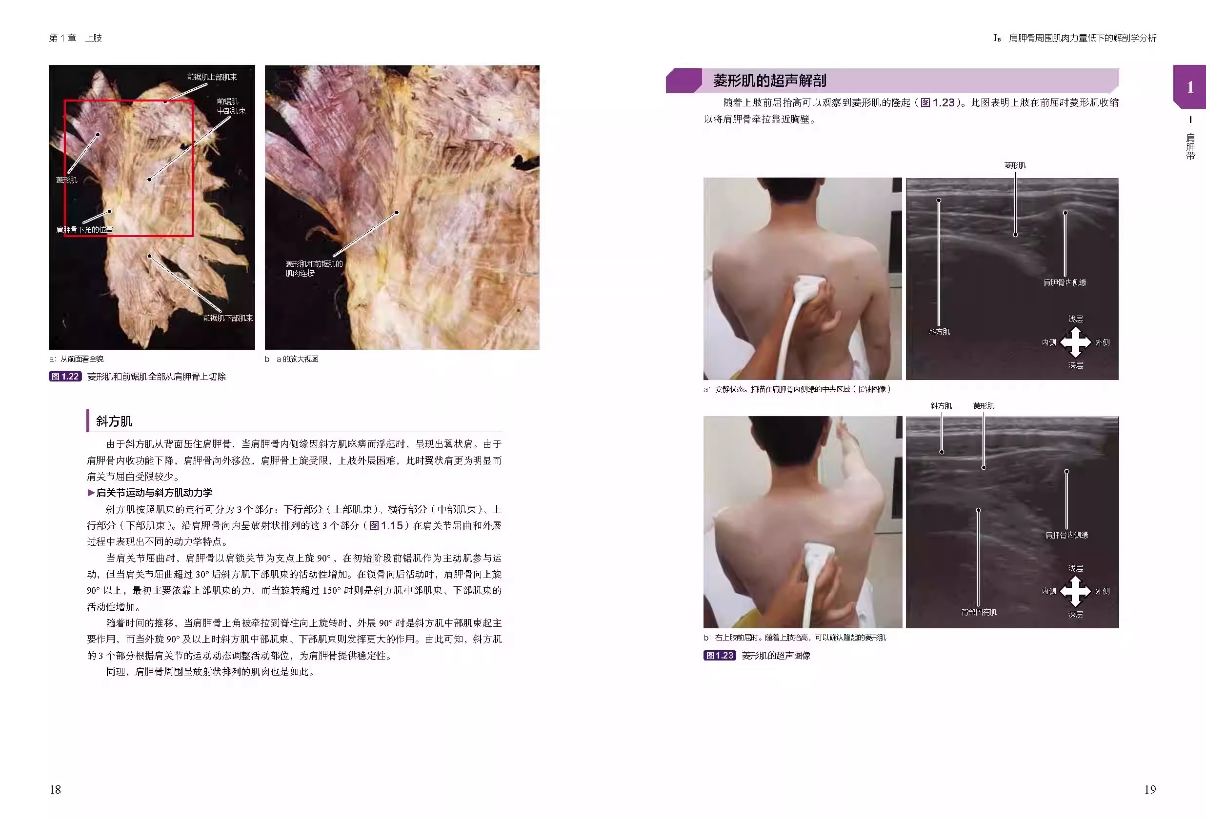 [正版]央视网临床肌骨疾病功能解剖和治疗性运动 工藤慎太郎 主编 肌骨功能障碍 功能障碍康复 治疗性运动 北京科学技术高清大图
