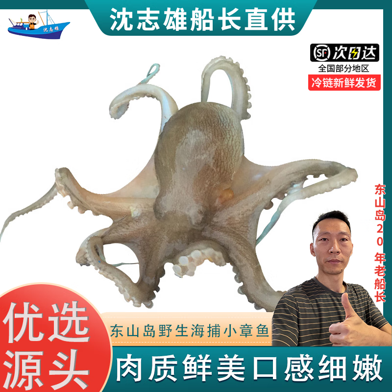 沈志雄 东山岛海鲜海捕小章鱼八爪鱼 盒冻 500g/盒 共2盒