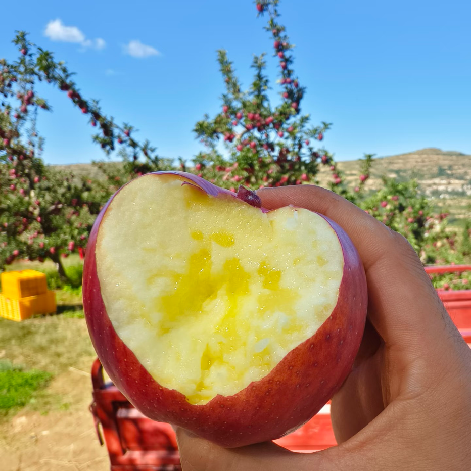 三峡高山果园基地冰糖心苹果8斤大果80-85MM/箱高清大图