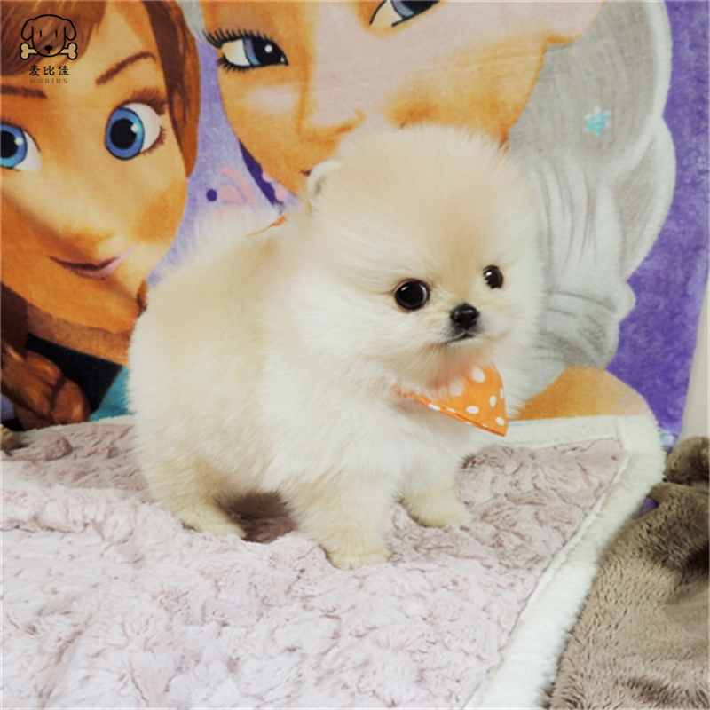 麦比佳 狗狗活体 纯种博美犬幼犬活体宠物狗狗 哈多利系球体博美狗 玩具型博美犬茶杯犬长不大博美日系俊介犬高清大图