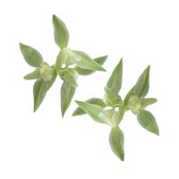 兰花苗莲瓣兰碧龙玉素花白如玉片庭院绿植花卉兰花盆栽碧龙玉素8苗裸根不带土