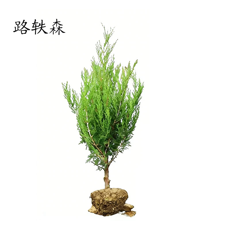 路轶森 柏松柏 地柏苗 40cm 支高清大图