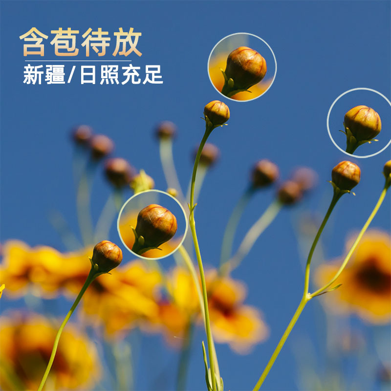 聚修堂(JUXIUTANG) 新疆昆仑胎菊 30克