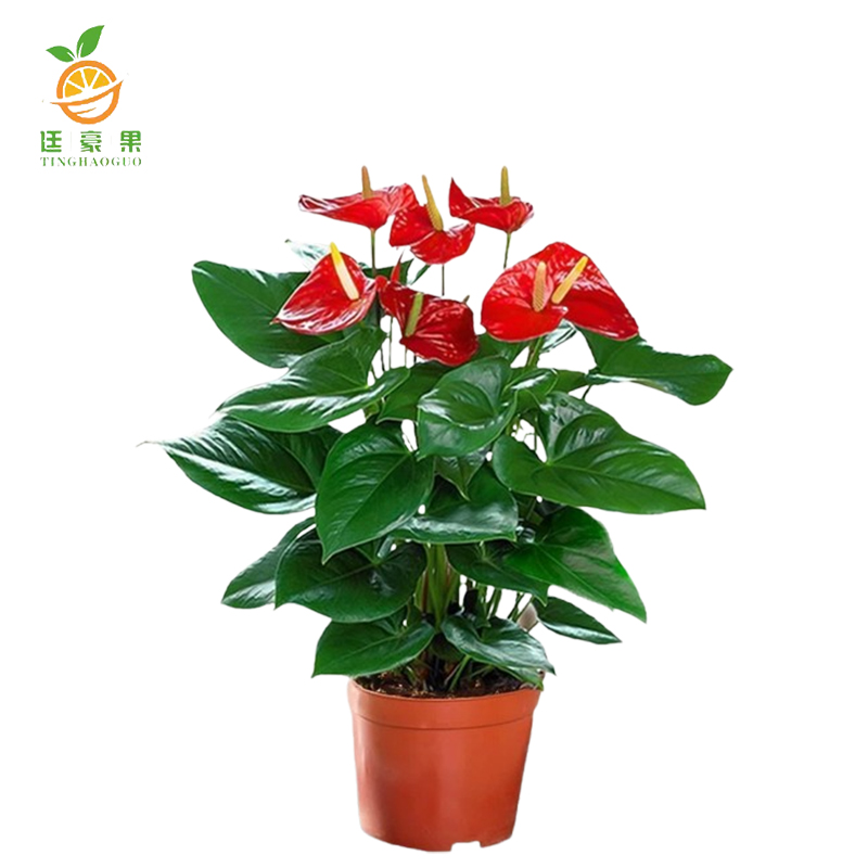 廷豪果 红铁花盆栽 70cm