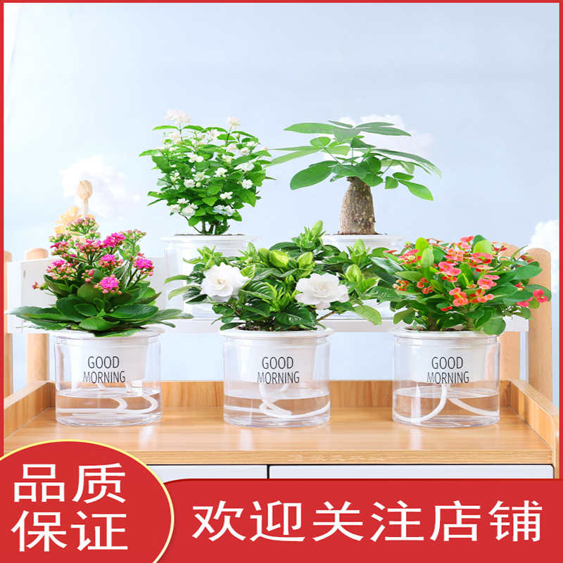 法耐 Fanai 鲜花绿植茉莉花盆栽法耐花卉室内栀子花绿萝办公室文竹小绿植多肉植物 价格图片品牌报价 苏宁易购简美家居专营店