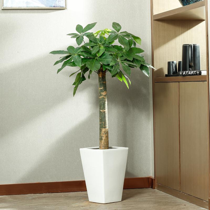大绿植大型植物树室内客厅落地办公室好养活大粗杆盆栽