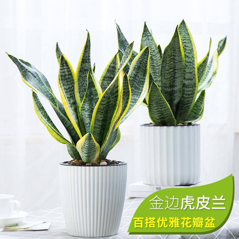 虎皮兰室内盆栽吸甲醛植物室内净化空气大虎尾兰绿植金边虎皮兰