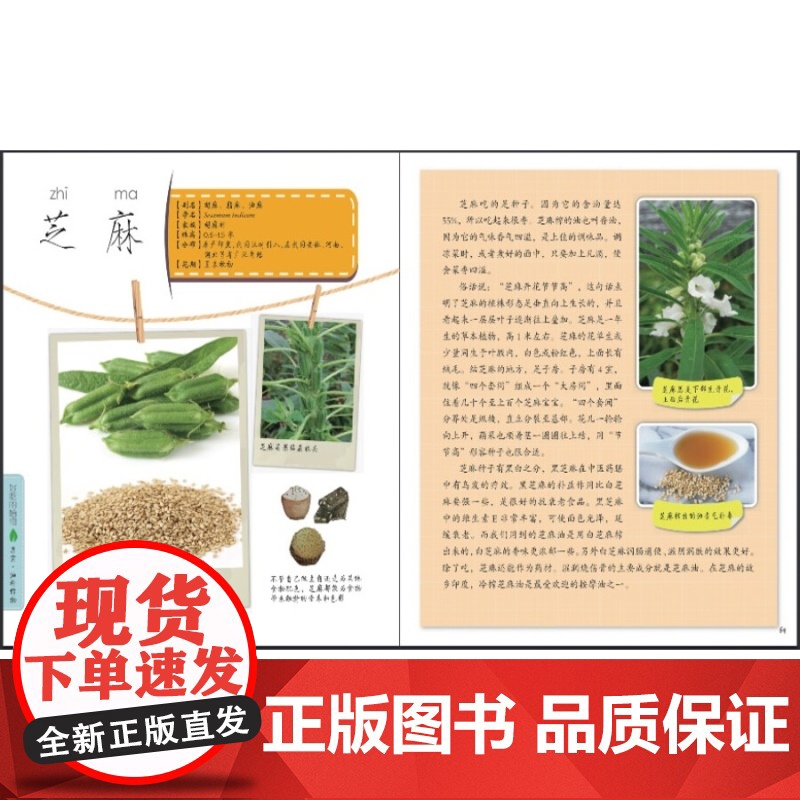 好吃的植物 发现植物 科普读物 植物百科 少年儿童出版社高清大图