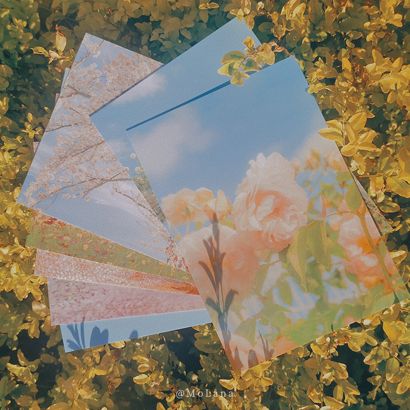 [正版]四季予你 摄影师@MoLana 28张摄影作品 大自然中四季变换春夏秋冬出类艺术明信片创意唯美自然风景文艺小清高清大图