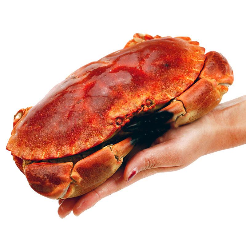 黄金蟹面包蟹螃蟹蟹黄饱满肉质鲜甜三只装【价格图片品牌报价