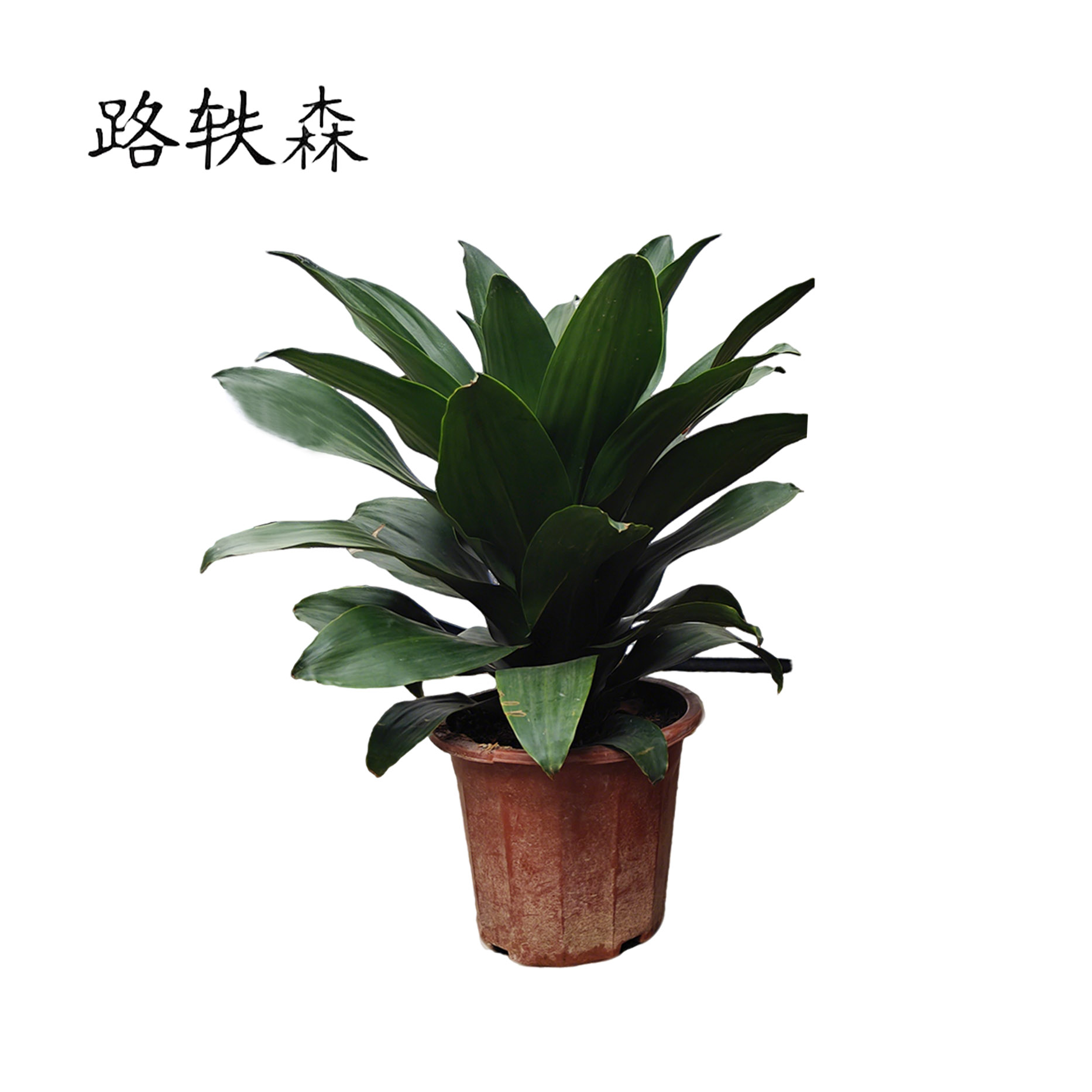 路轶森 精品也门铁 50cm 棵高清大图