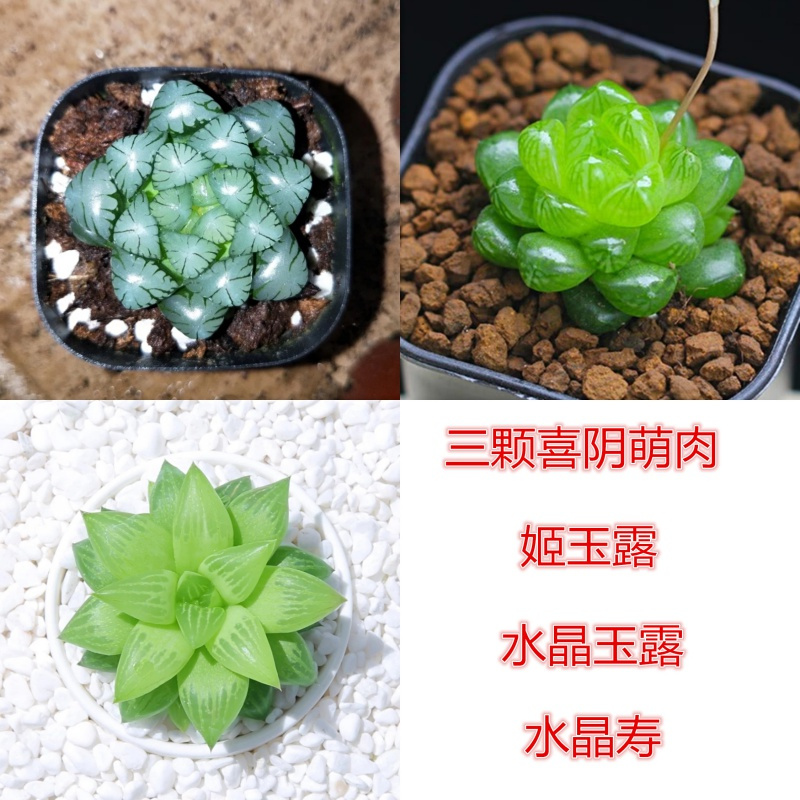 舒弗 Lachouffe 园艺用品 姬玉露水晶玉露水晶寿 栽好发多肉植物花卉盆栽多肉植物盆栽 价格图片品牌报价 苏宁易购景赞生活馆专营店