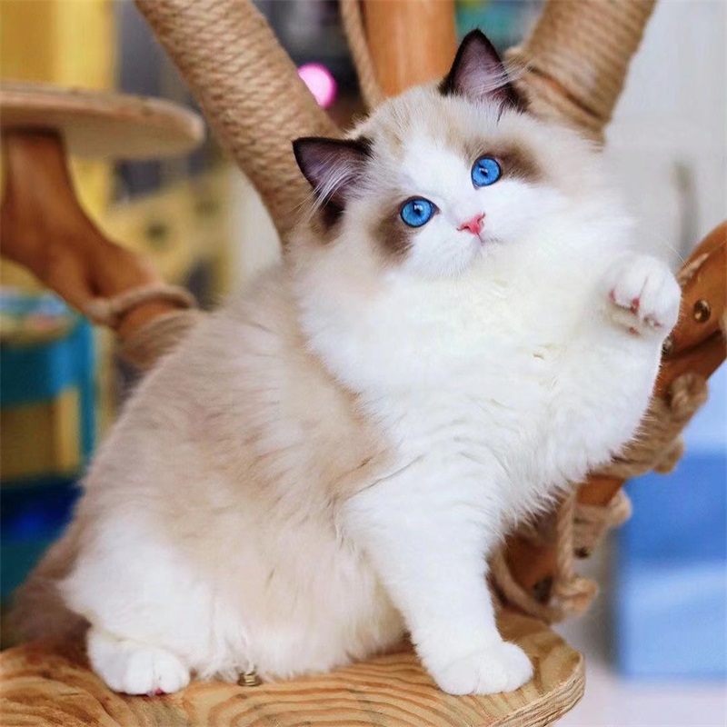 麦比佳 布偶猫幼猫 纯种布偶宠物猫咪活体幼崽 长毛猫 网红仙女猫猫 双血统赛级名猫海豹双色蓝双重点色蓝眼睛有视频高清大图
