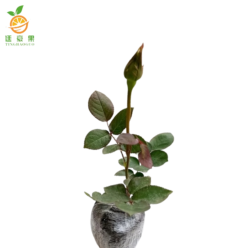 廷豪果 月季花 3-5枝 /盆高清大图