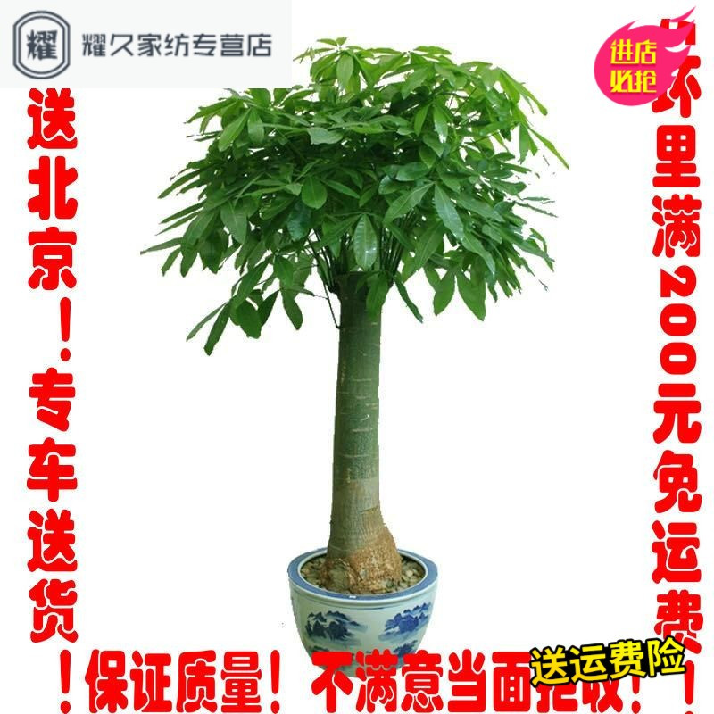 财树独杆财树财王招财植物风水植物北京盆栽绿植花卉花 请先与客服确认再下单 报价 参数 图片 视频 怎么样 问答 苏宁易购