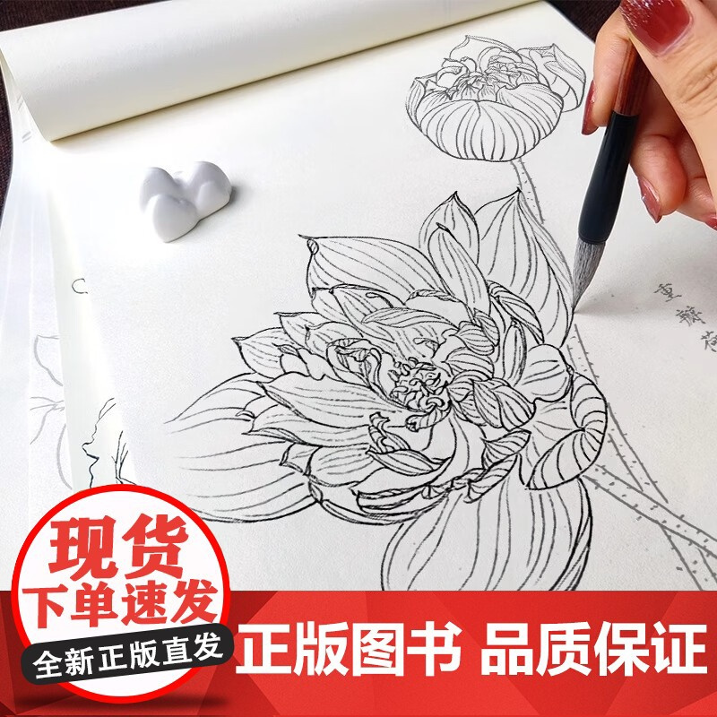 百花绘白描描摹本 工笔画花卉白描线稿临摹 百花图谱 勾线控笔描摹 中国画初学者入门教程 工笔画白描练习册