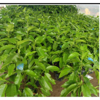 芳香花卉兰树苗 白兰花盆栽 白兰花苗桷兰树苗 浓香绿植茉莉