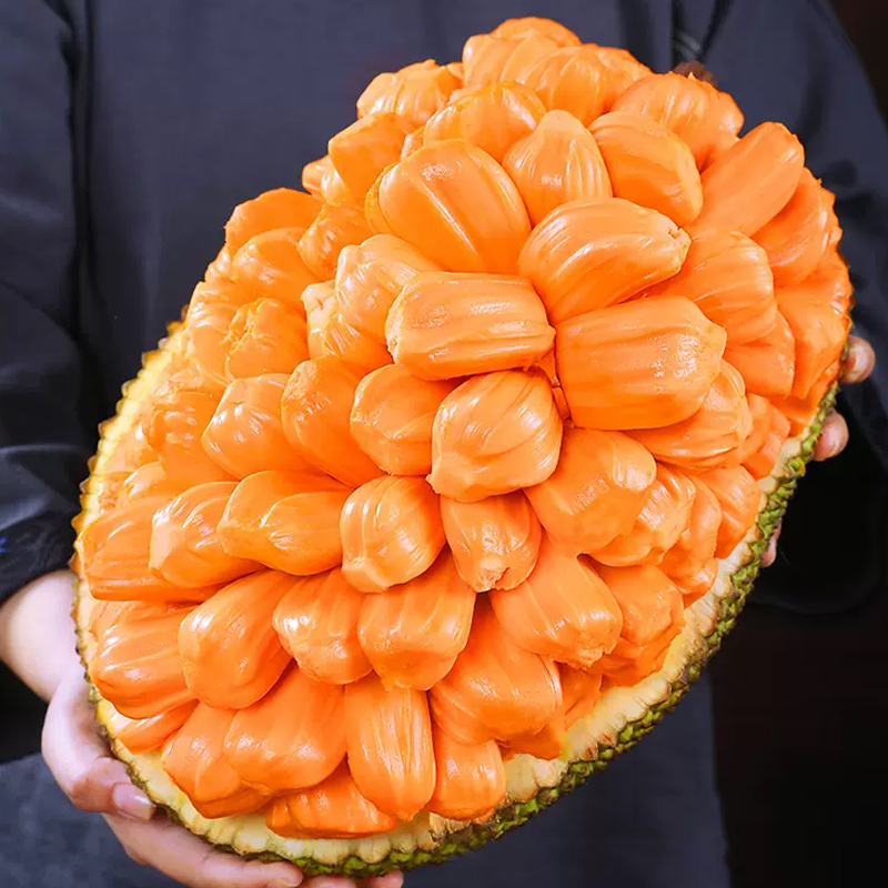 [西沛生鲜]海南 红肉菠萝蜜 新鲜水果 香甜可口 1个 净重26-30斤装 西