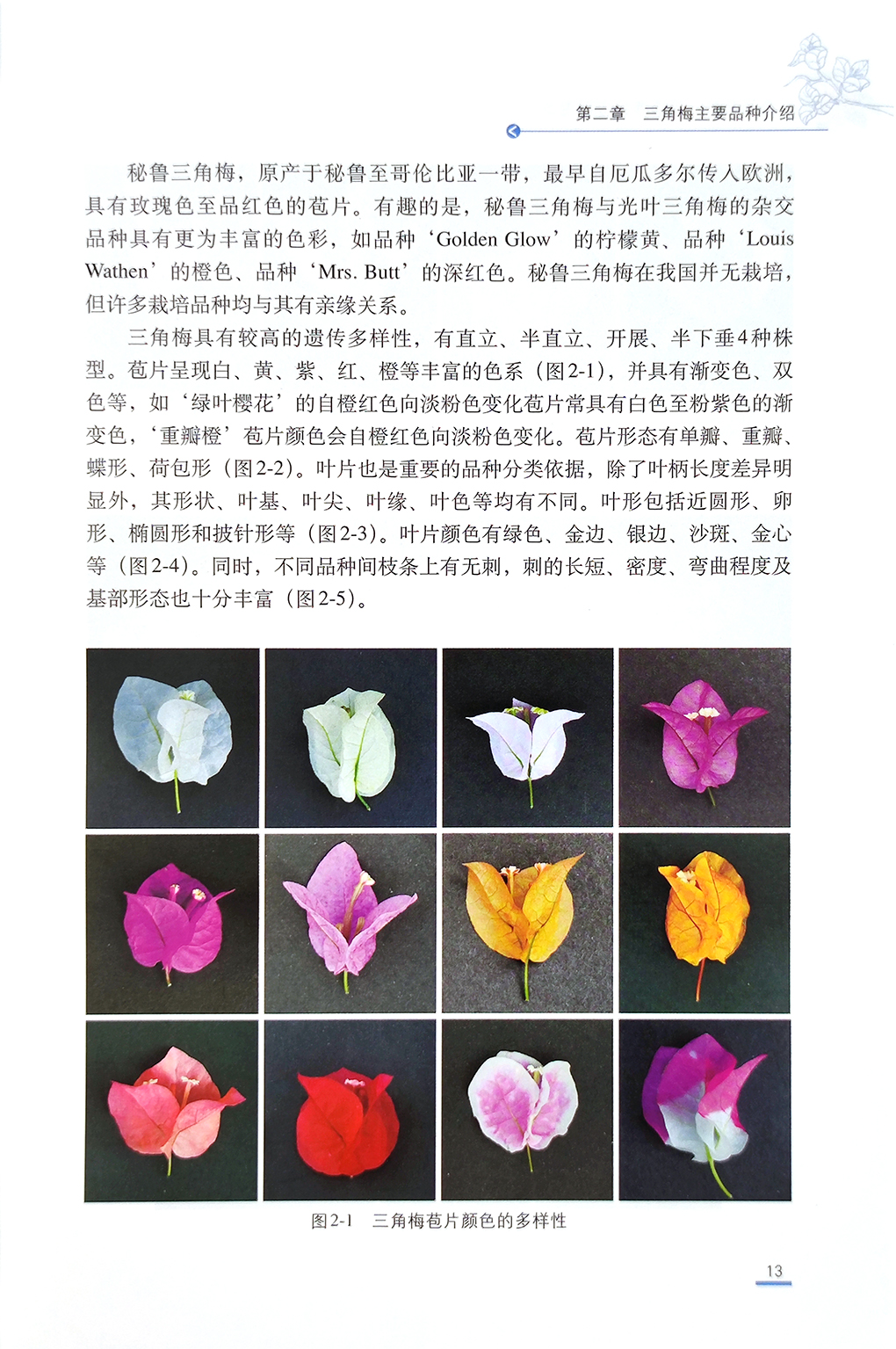 [正版]三角梅品种栽培养护应用图鉴 三角梅光叶子花和叶子花园艺养护栽培与鉴赏书籍高清大图