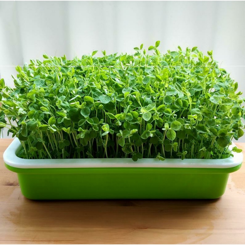 古达园艺用品豆苗种植盘家用水培花生芽豌豆苗古达专用种植豆芽苗 菜育苗盘托盘4个保温盘 8包种子 4张纱布 喷壶 价格图片品牌报价 苏宁易购老蜂匠园艺用品专营店