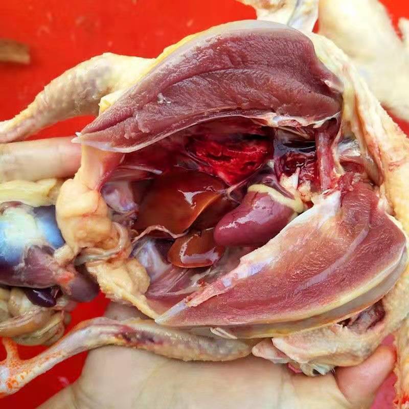 赛卡伊农家散养老鸽子土鸽乳鸽新鲜现杀杂粮喂养活体现杀乳鸽2只单只