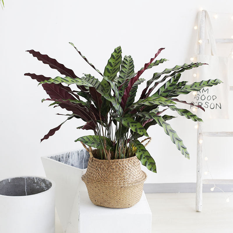 豹纹竹芋孔雀竹芋盆栽室内客厅北欧风家用绿植大型植物盆栽 豹纹竹芋