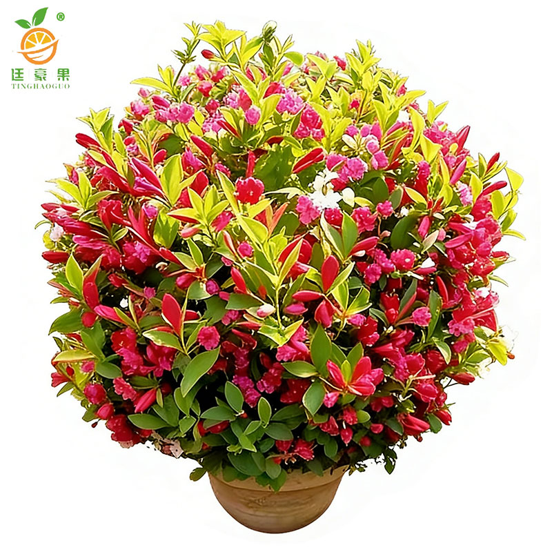 廷豪果 锦带球 冠幅80cm /棵高清大图