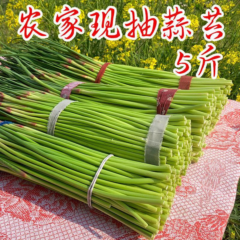 【拍2份9折】【特价】2020年新鲜蒜苔新鲜蔬菜蒜苔蒜薹河南蒜苗1/3/5斤图片