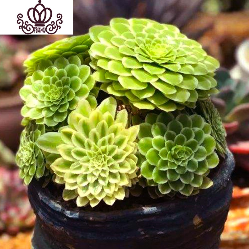 封后法师多肉万圣节状态沙拉碗老桩多头缀化妖桩盆栽黑桐壶植物花卉红富士4到6头裸根不带土图片 高清实拍大图 苏宁易购