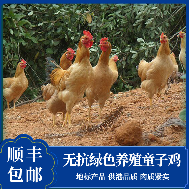 蛋鲜森无抗童子鸡 1只装(克重:900g±50g/只)