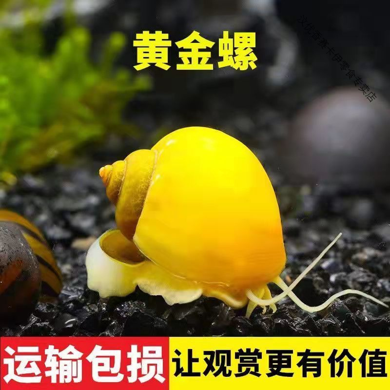 鱼缸清洁大号黄金螺苹果螺观赏螺神秘螺饲料螺吃青苔褐藻工具螺 黄金螺厘米左右3颗