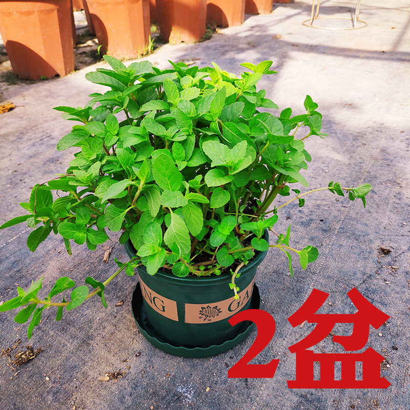 迷迭香阳台柠檬薄荷叶苗驱蚊草植物薄荷盆栽可食用客厅|薄荷盆栽2盆(加仑盆) 带盆栽好