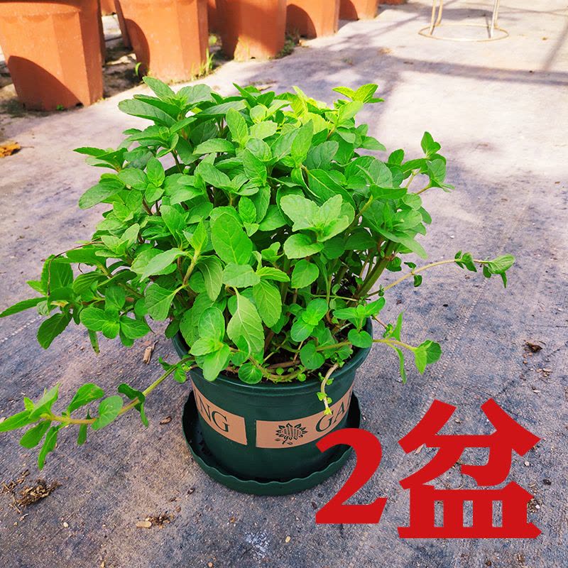 迷迭香阳台柠檬薄荷叶苗驱蚊草植物薄荷盆栽可食用客厅|薄荷盆栽2盆(加仑盆) 带盆栽好图片