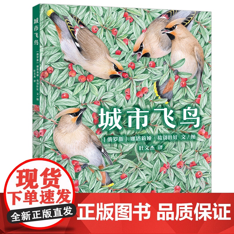 城市飞鸟 6岁以上亲子共读一部关于可以在城市范围内找到的鸟类指南自然科普 鸟类图鉴 生态保护 艺术教育细腻温柔的彩铅绘图高清大图
